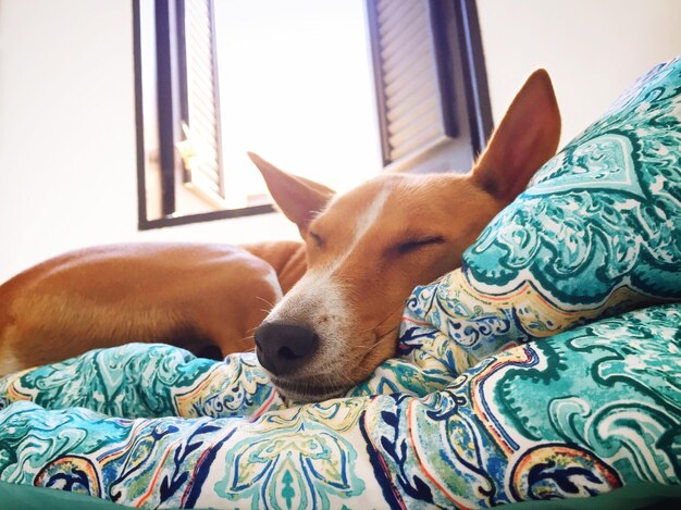 Foto primer plano de un perro durmiendo en la cama en casa