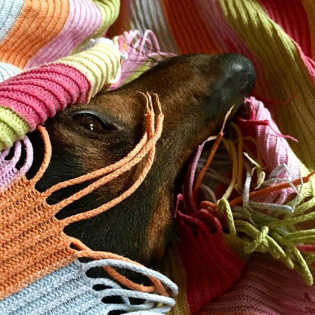 Foto primer plano de un perro durmiendo en una manta de colores