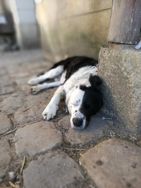Foto primer plano de un perro durmiendo en un sendero