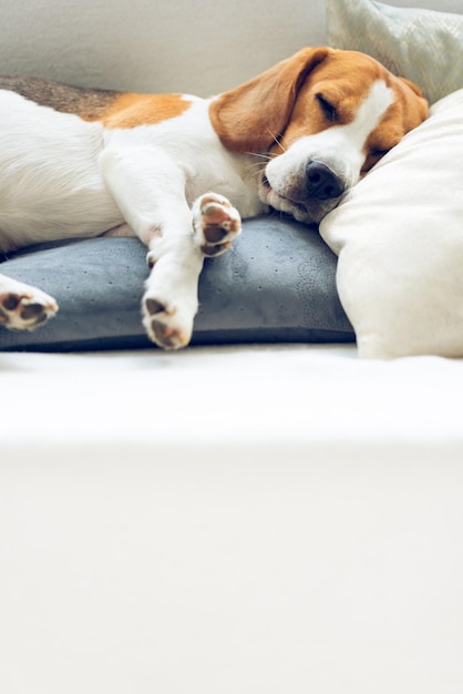 Foto primer plano de un perro durmiendo