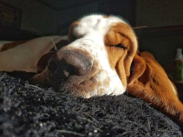 Primer plano de un perro durmiendo