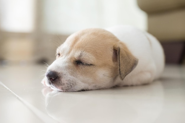 Primer plano de un perro durmiendo