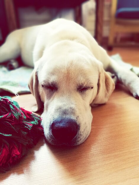 Foto primer plano de un perro durmiendo