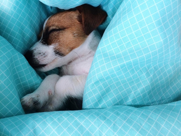 Primer plano de un perro durmiendo