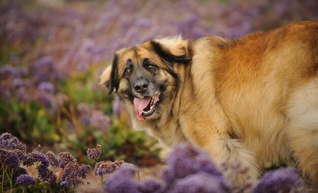 Foto primer plano de un perro con flores