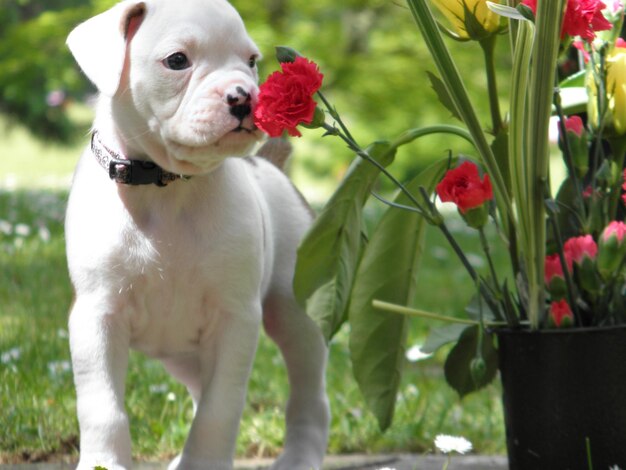 Foto primer plano de un perro con flores