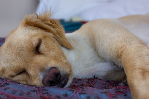 Primer plano de perro golden retriever marrón claro durmiendo en la cama en casa