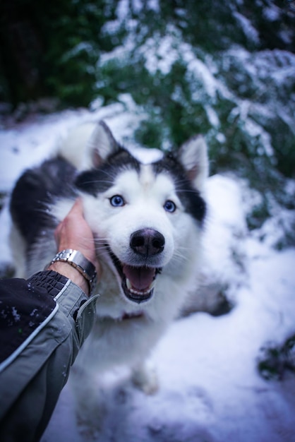 Primer plano de un perro husky en la nieve
