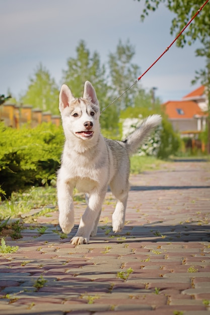 Primer plano de un perro husky siberiano