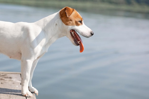 Primer plano de perro Jack Russell Terrier