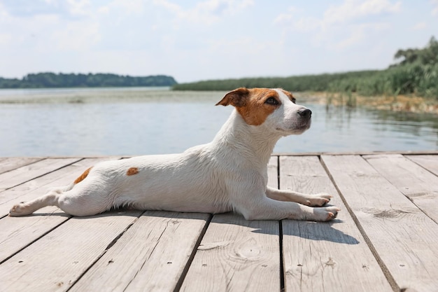 Primer plano de perro Jack Russell Terrier