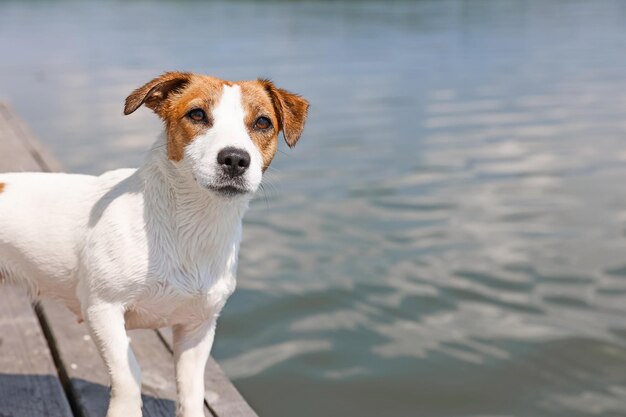 Primer plano de perro Jack Russell Terrier