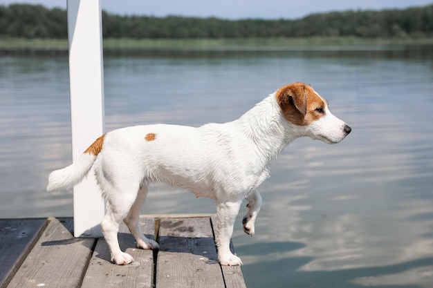 Primer plano de perro Jack Russell Terrier