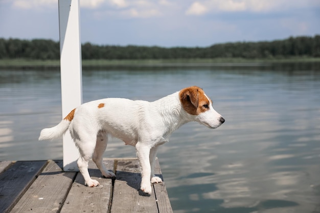 Primer plano de perro Jack Russell Terrier