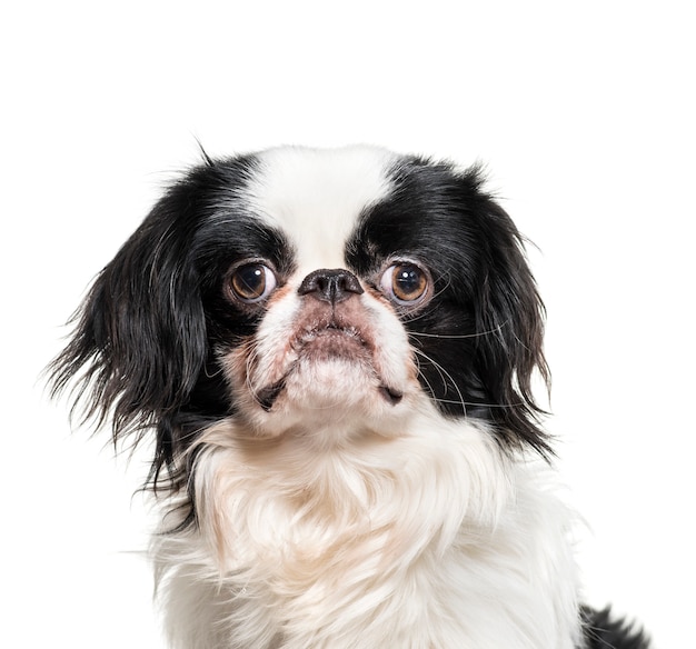 Primer plano de un perro japonés Chin, aislado