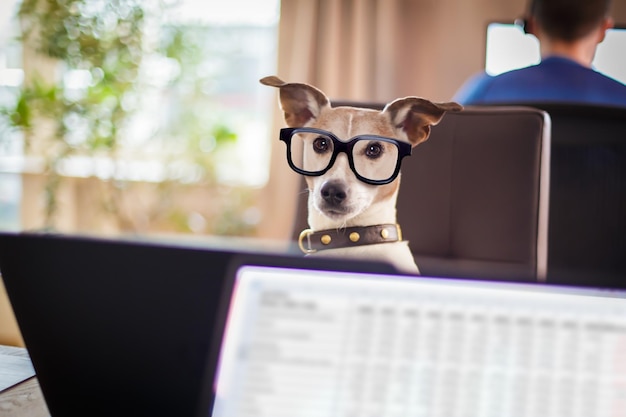 Primer plano de un perro con un libro en la ventana