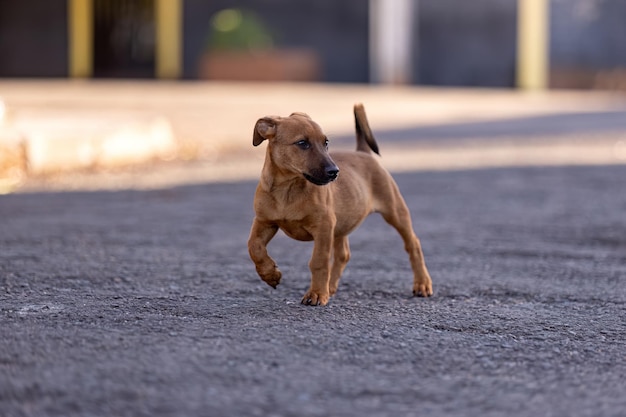 primer plano de un perro mamífero animal en la calle