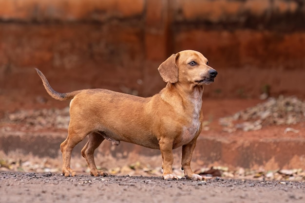 primer plano de un perro mamífero animal en la calle