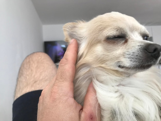 Foto primer plano de un perro con la mano en casa