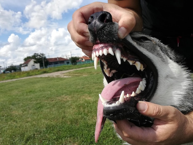 Foto primer plano de un perro con la mano