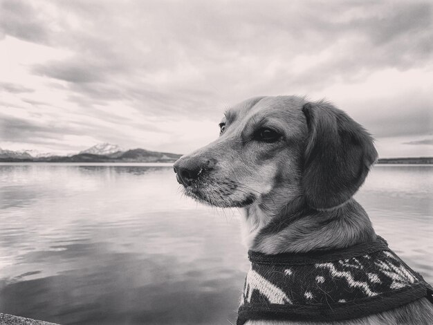 Foto primer plano de un perro por el mar contra el cielo