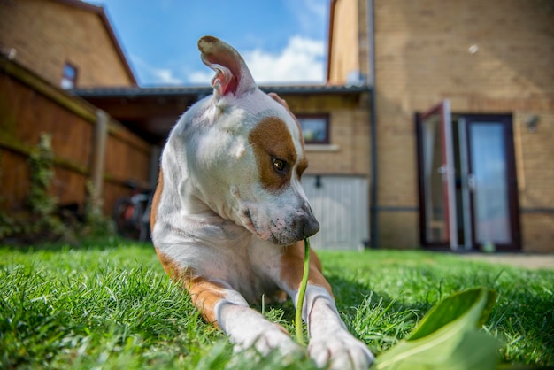 Primer plano de un perro mirando hacia abajo mientras está sentado en un campo cubierto de hierba frente a la casa