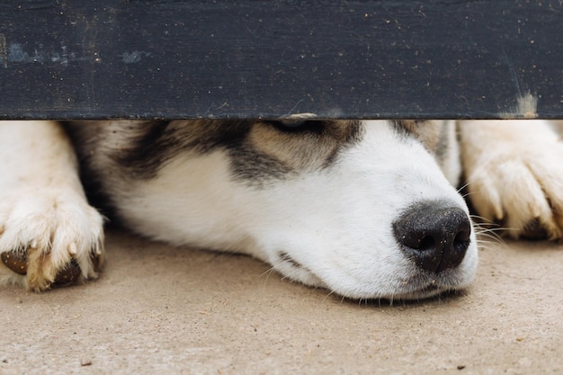Primer plano de un perro mirando hacia adentro