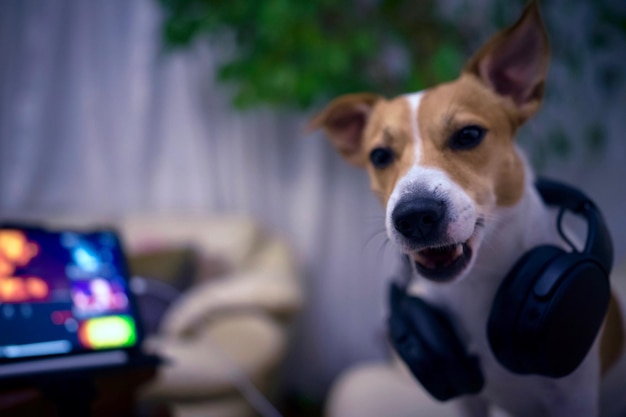 Primer plano de un perro mirando a la cámara