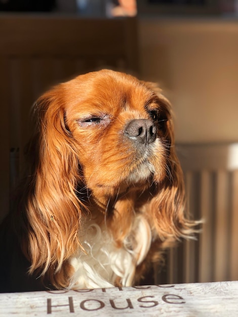 Foto primer plano de un perro mirando lejos en casa