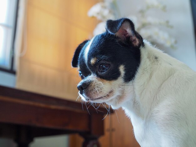 Primer plano de un perro mirando lejos en casa