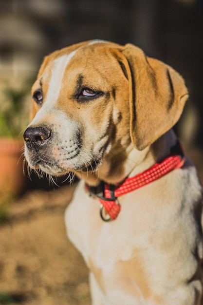 Foto primer plano del perro mirando hacia otro lado