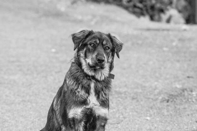 Foto primer plano del perro mirando hacia otro lado