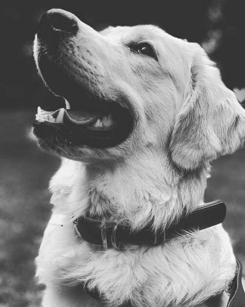 Foto primer plano del perro mirando hacia otro lado