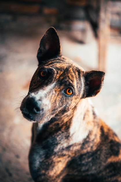 Foto primer plano del perro mirando hacia otro lado