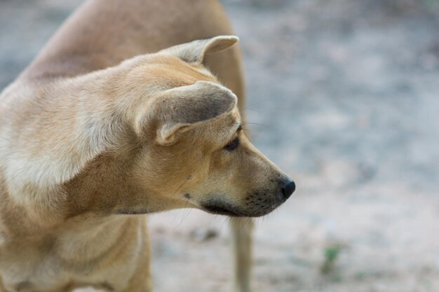 Foto primer plano del perro mirando hacia otro lado