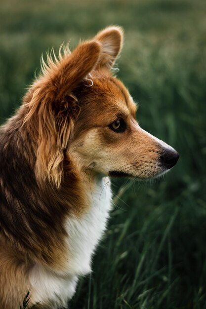 Foto primer plano del perro mirando hacia otro lado