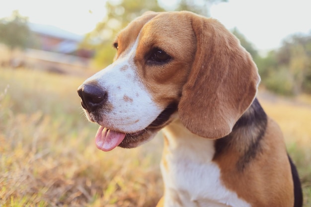 Primer plano del perro mirando hacia otro lado