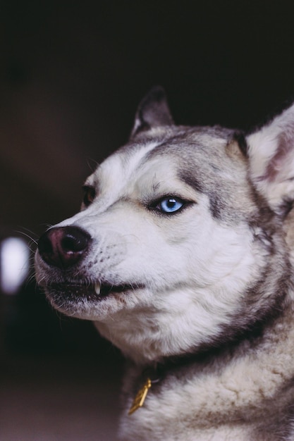 Primer plano del perro mirando hacia otro lado