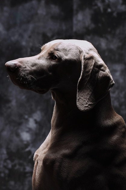 Primer plano del perro mirando hacia otro lado