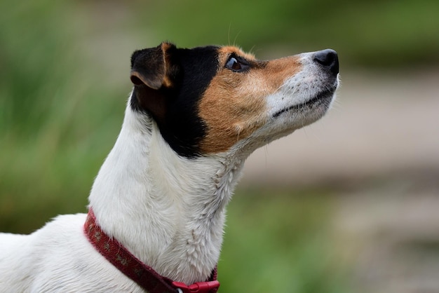 Primer plano del perro mirando hacia otro lado