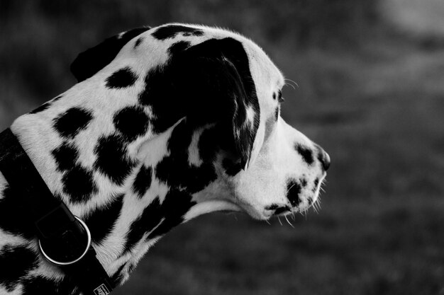 Foto primer plano del perro mirando hacia otro lado