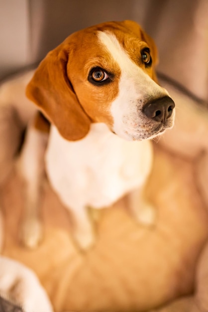 Foto primer plano del perro mirando hacia otro lado