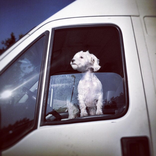 Foto primer plano de un perro mirando por la ventana de un coche