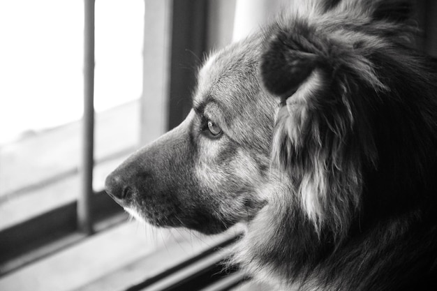 Primer plano de perro mirando por la ventana