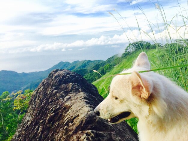 Primer plano de un perro en la montaña contra el cielo
