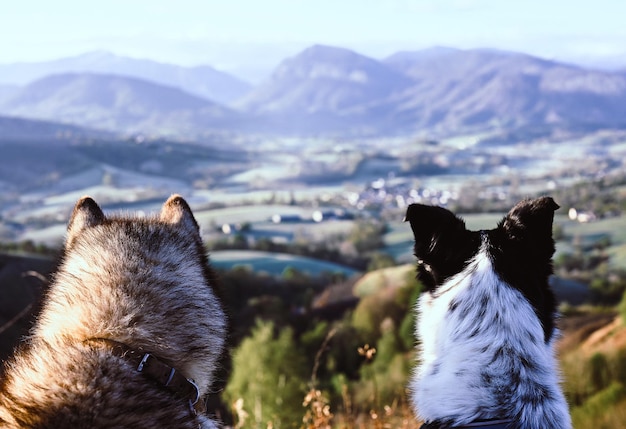 Foto primer plano de un perro en la montaña