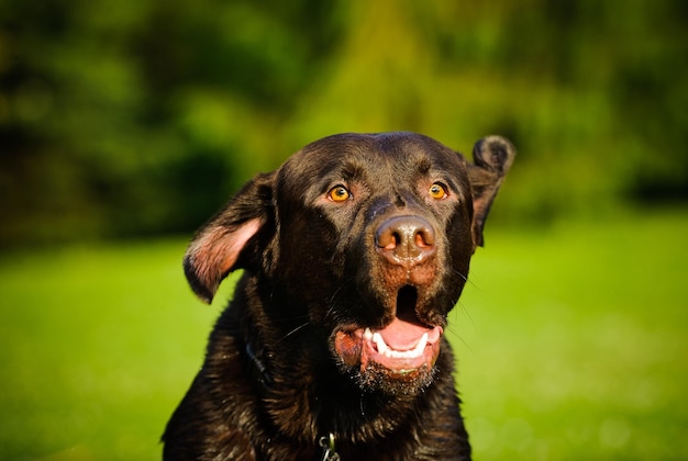 Primer plano de un perro negro con la boca abierta
