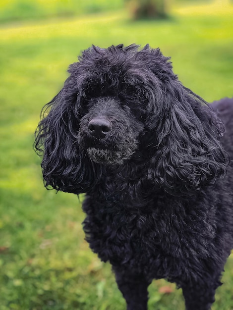 Primer plano de un perro negro en el campo