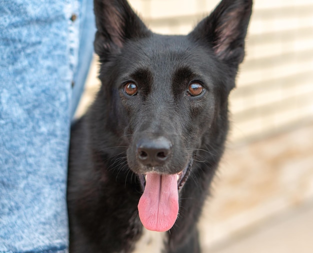 primer plano de perro negro junto a un hombre