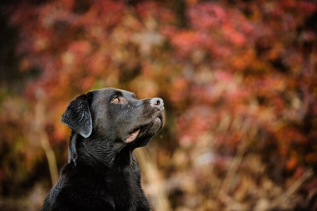 Foto primer plano de un perro negro